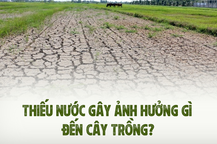 THIẾU NƯỚC GÂY ẢNH HƯỞNG GÌ ĐẾN CÂY TRỒNG?