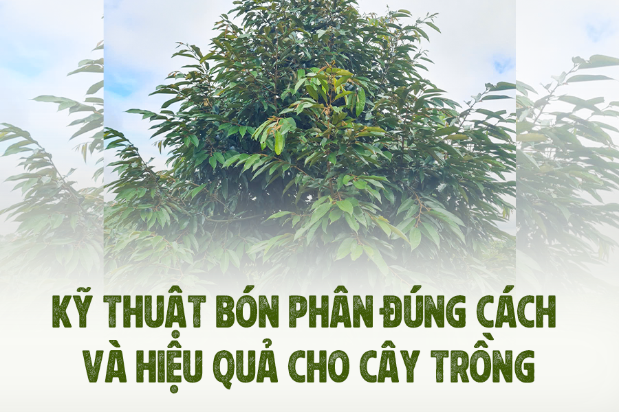 KỸ THUẬT BÓN PHÂN ĐÚNG CÁCH CHO CÂY TRỒNG