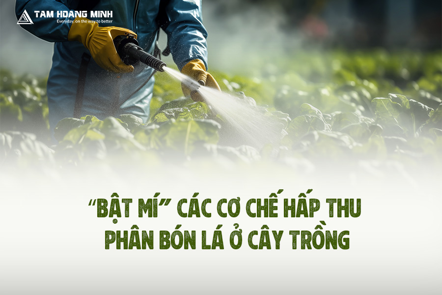 “BẬT MÍ" CÁC CƠ CHẾ HẤP THU PHÂN BÓN LÁ Ở CÂY TRỒNG