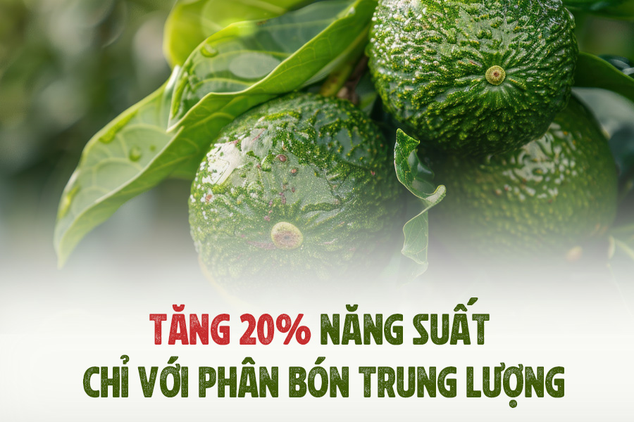 TĂNG 20% NĂNG SUẤT CHỈ VỚI PHÂN BÓN TRUNG LƯỢNG